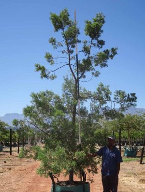 Podocarpus-syn.-Afrocarpus-falcatus-Outeniqua-Yellowwood-1.jpg Afrocarpus Falcatus 400lt