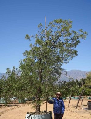 Podocarpus-syn.-Afrocarpus-falcatus-Outeniqua-Yellowwood.jpg Afrocarpus Falcatus 1000lt