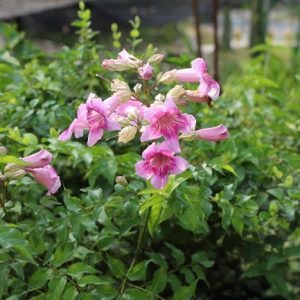 Podranea-Ricasoliana-20lt.jpg Podranea Ricasoliana 20lt