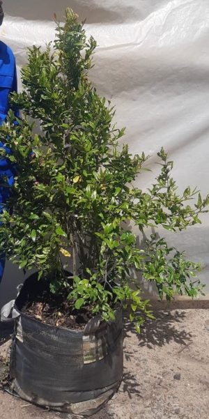 Pomegranate-wonderful-70lt-RH.jpg Pomegranate wonderful 70lt Tree