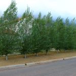 Populus Simonii 50lt (poplar Tree)