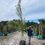 Populus Simonii 70lt