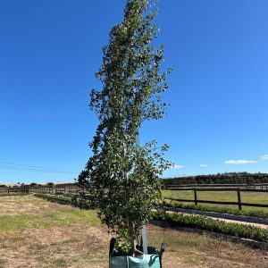 Populus-simonii-250L-1-scaled-1.jpg Populus Simonii 250lt