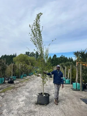 Populus-simonii.webp Populus Simonii 70lt