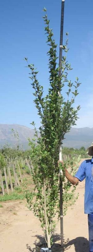 Populus-simonii-40lt.jpg Populus Simonii 40lt (poplar Tree)