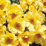 Portulaca-Gold-14cm.png Portulaca 14cm Pot