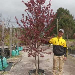 Prunus-nigra-pink.webp Prunus Nigra - Pink 70lt