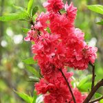 Flowering Peach Tree 10lt