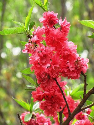 Flowering Peach Tree 10lt