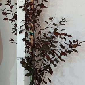 Prunus-purpurea.jpg Prunus Purpurea 20lt