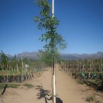 Quercus-palustris-40L-A30A_2069859999_a40l.jpeg Quercus Palustris 40lt
