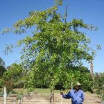 Quercus Palustris 400lt