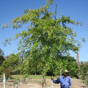 Quercus-palustris-Pin-Oak-1.jpg Quercus Palustris 400lt