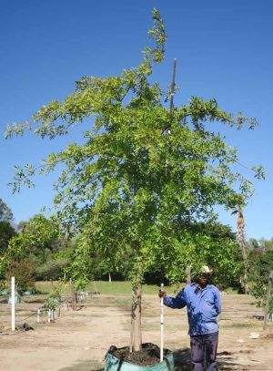 Quercus Palustris 400lt