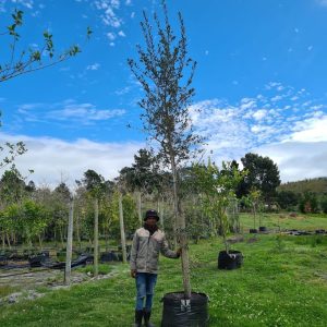 Quercus-suber-125lt.jpg Quercus Suber 125lt Big