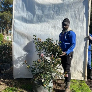 Raphiolepis-delacourii-Light-Pink-70lt.webp Raphiolepis delacourii Light Pink 70lt