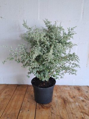 Rhagodia Hastata 21cm Pot