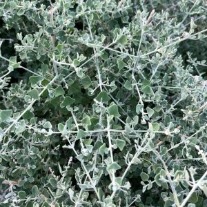 Rhagodia-hastata-is-a-hardy-drought-tolerant-groundcover-or-low-shrub-known-for-its-attractive-grey-green-foliage-and-ability-to-thrive-in-tough-coastal-or-dry-conditions.jpg Rhagodia Hastata 30cm Pot