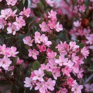 Rhaphiolepis-Indica-Standar.jpg Indian Hawthorn Standard/Lollipop 10lt