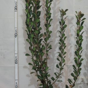 Rhaphiolepis-delacourii-Pink.jpg Rhaphiolepis x. Delacouril Alba 20lt