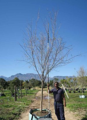 Searsia Pendulina 400lt