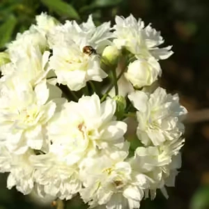 Rosa Banksia Alba (White) Climbing Rose 5lt Rosa Banksia Alba (White) Climbing Rose 5lt