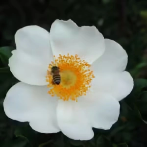 Rosa Bracteata McCartney Climbing Rose 5lt Rosa Bracteata McCartney Climbing Rose 5lt