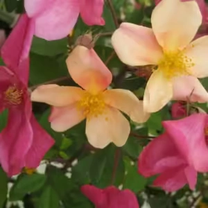 Rosa Chinensis Mutabilis Climbing Rose 5lt Rosa Chinensis Mutabilis Climbing Rose 5lt