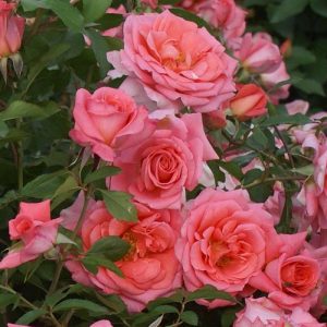 Rose-Ashley-Callie.jpg Rose Ashley Calley 5lt