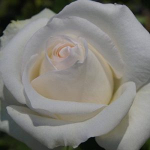 Rose-Free-and-Loyal.jpg Free and Loyal Rose 5lt