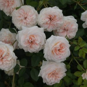 Rose-Granny-Dearest.jpg Granny Dearest Rose 5lt