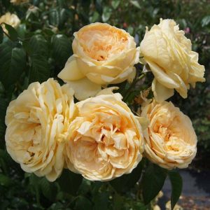 Rose-Lioness-Grandirosa.jpg Lioness Grandirosa Rose 5lt