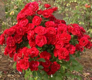 Rose 'Little Red Hedge' 21cm Pot
