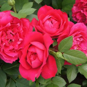 Rose-Not-Simply-Pink.jpg Not Simply Pink Rose 5lt