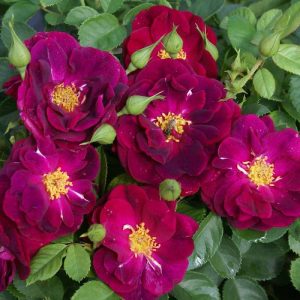 Rose-Purple-Glow.jpg Purple Glow Rose 5lt