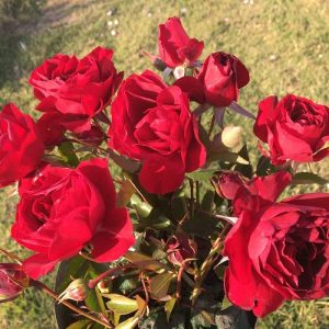 Rose-Red-Rover.jpg Red Rover Rose 5lt