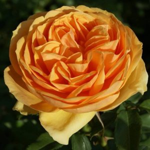 Rose-South-Africa.jpg South Africa Rose 5lt
