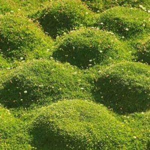 SAGINA-SUBULATA.jpg Sagina Subulata (Scotch Moss Green) 15cm Pot