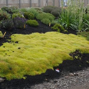 Sagina-Subulata-Scotch-Moss-Aurea-15cm-Pot.jpg Sagina Subulata (Scotch Moss Aurea) 15cm Pot