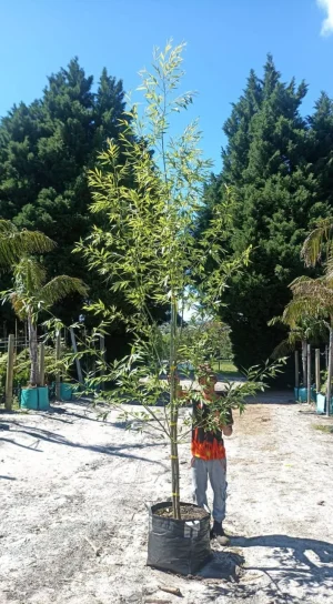 Salix-capensis.webp Salix Capensis 70lt