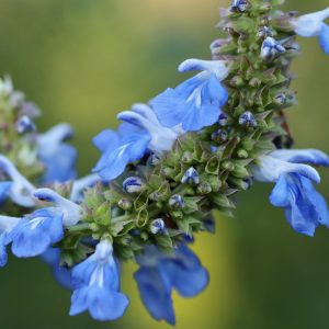 Salvia-Beautiful-Blue-15cm.jpg Salvia 'Beautiful Blue' 15cm Pot