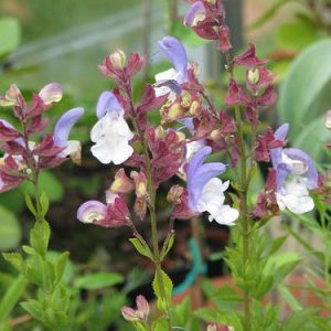 Salvia-Chamelaeagnea-White.jpg Salvia Chamelaeagnea (White) 15cm Pot