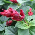 Salvia-Rockin-Red-Flamingo.jpg Salvia 'Rockin' Red Flamingo' 15cm Pot