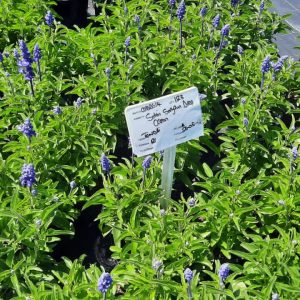 Salvia-Sallyfun-Deep-Ocean.jpg Salvia Farinacea 'Sallyfun Deep Ocean' 15cm Pot