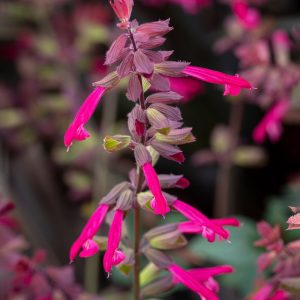 Salvia-Salmia-Dark-Purple.jpg Salvia 'Salmia Dark Purple' 19cm Pot