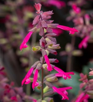 Salvia 'Salmia Dark Purple' 19cm Pot