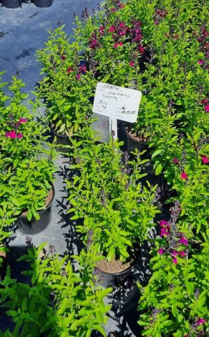 Salvia Greggii 'Mirage Burgundy' 15cm Pot
