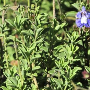 Salvia-muirii.jpg Salvia Muirii 15cm Pot