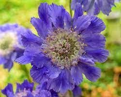 Scabiosa-Fama-Deep-Blue-17cm-Pot.jpg Scabiosa Fama Deep Blue 15cm Pot