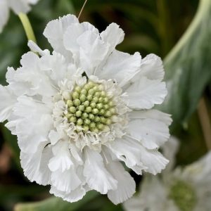 Scabiosa-White-12cm-Pot.jpg Scabiosa White 14cm Pot